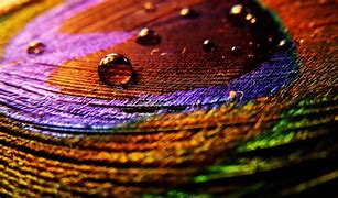 Image result for 4K Amazing Wallpaper Feather