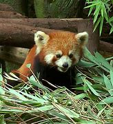 Image result for Nature Reserve Giant Panda