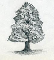 Image result for Sketch of Tree
