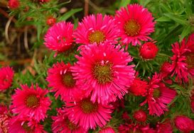 Image result for Aster novae-angliae Andenken an A. Pötschke