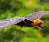 Image result for Bat Wings Traditional
