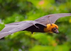 Image result for Real Flying Bat Silhouette