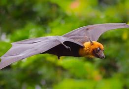 Image result for Bat Phohe