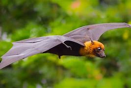 Image result for Medium-Sized Bat