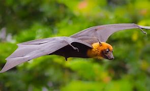 Image result for Bonneted Bat Flying