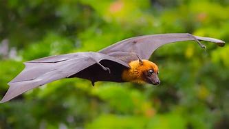 Image result for Bat Wings Animal