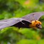 Image result for Bat Animal