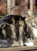 Image result for Long Hair Cat Breeds