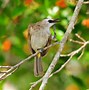 Image result for Yellow-vented Bulbul