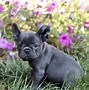 Image result for French Bulldog Puppy