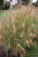 Miscanthus nepalensis に対する画像結果