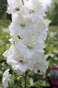 Image result for Delphinium magic fountain Pure White