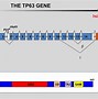 Image result for TP53 Promoter