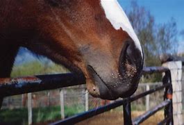 Image result for Papilloma Virus in Horses