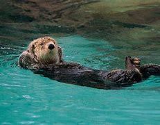 Image result for River Otter Swimming