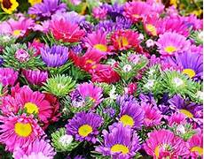 immagini piã di fiori moriago della battaglia mosnigo 2 170 mostra mercato di fiori immagini piã di fiori moriago della battaglia mosnigo 2 170 mostra mercato di fiori