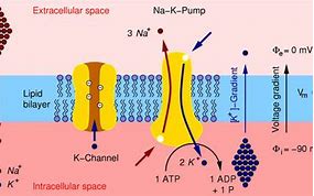 Image result for Electrochemical Potential Cross Membrane