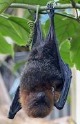 Image result for Flying Fox Bat Hanging