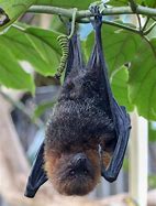 Image result for Pet Flying Fox Bat