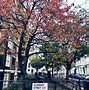 Image result for Pimlico, London