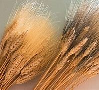 Image result for espigas de trigo