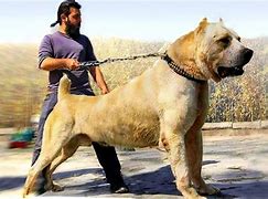 Image result for Heaviest Domestic Dog