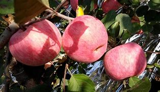 Image result for Red Delicious Apple Fuji