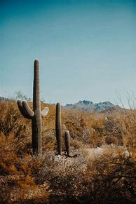 Image result for Desert Cactus Desktop Wallpaper