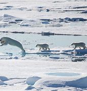 Image result for Polar Bear Camouflage