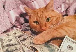 Image result for Cat with Money Tik Tok