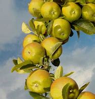 Image result for Dorsert Golden Apple