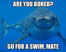 Image result for Happy Shark Meme