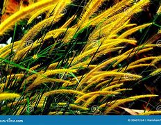 Image result for Ornamental Grass with Yellow Flowers