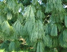 Image result for Pinus wallichiana