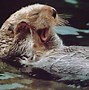 Image result for Funny Otter