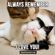 Image result for Cat Meme Just Because I Love You