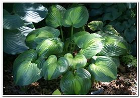 Image result for Hosta Holy Mole