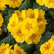 Image result for Primula auricula Dusky Yellow