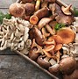 Image result for Are Mushrooms Vegetables
