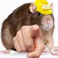 Image result for Rat Close Up Meme