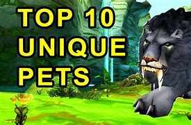 Image result for Lwow Loa Pet