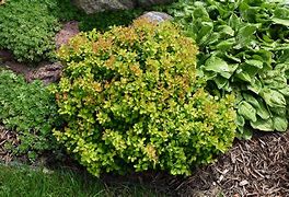 Image result for Berberis thunbergii Limoncello