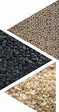 Image result for World's Biggest Seed
