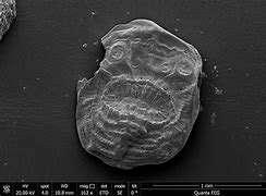 Image result for Oldest Sea Creature