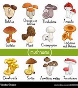 Image result for Different Mushrooms Types