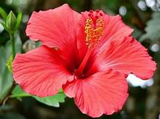 fiore ibisco significato significato ibisco linguaggio dei fiori fiore ibisco significato significato ibisco linguaggio dei fiori