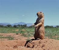 Image result for Standing Prarie Animal