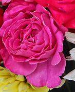 Image result for Hybrid Tea Rose Bouquet