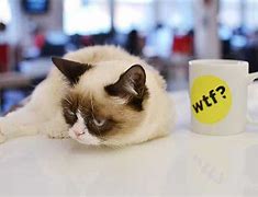 Image result for Grumpy Cat at Work