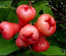 Image result for iPhone 12 Rose Apple
